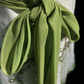 White halter neckline green diamond waist lace skirt mid-length dress homecoming dress R4899