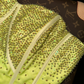 Light green strapless rhinestone high-waisted elegant fairy long ball gown R6962