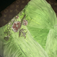Light green to pink gradient one-shoulder fitted waist long ball gown R7003